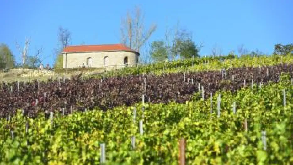 Ein Weinberg ist zu sehen, im Hintergrund ein kleines Haus.